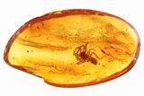 Detailed Fossil Spider (Araneae) In Baltic Amber #310978-1